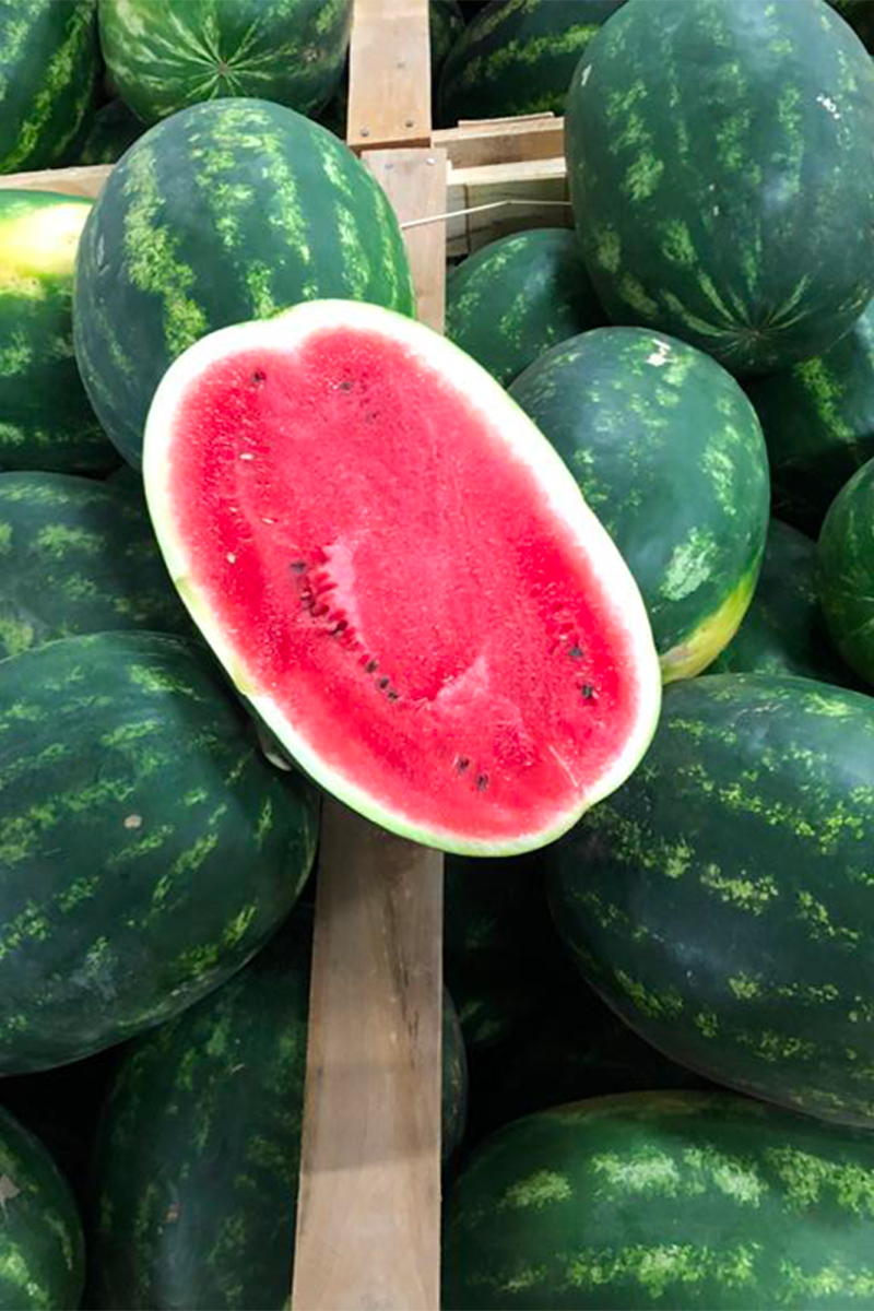 Nos melons et pastèques Frulexxo